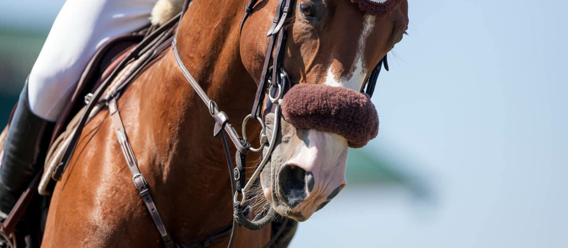 Cheval en concours