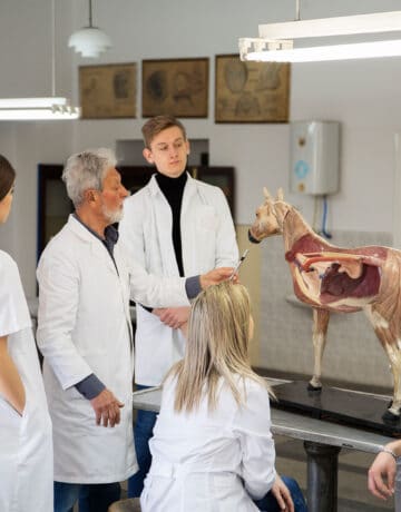 Formation auprès d’étudiants sur l’anatomie du cheval