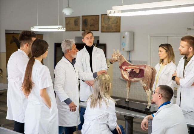 Formation auprès d’étudiants sur l’anatomie du cheval