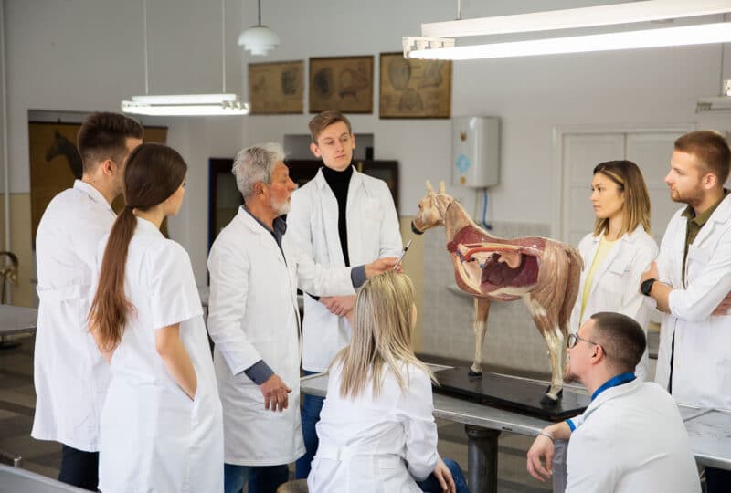 Formation auprès d’étudiants sur l’anatomie du cheval