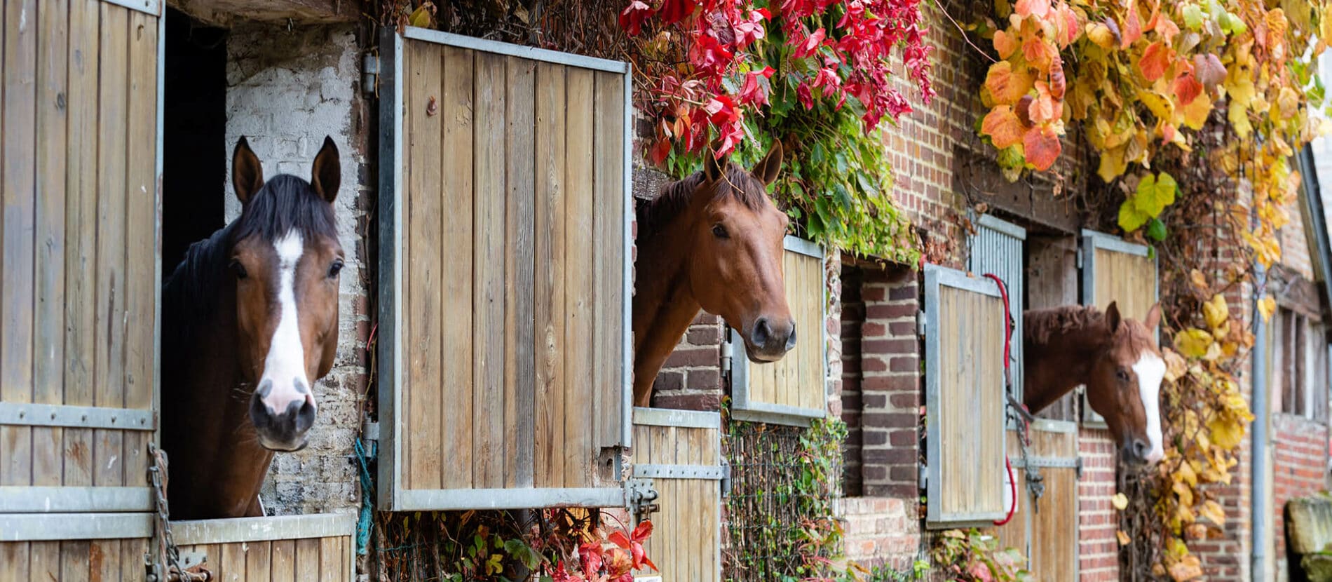 Trois chevaux passant la tête par leur boxe