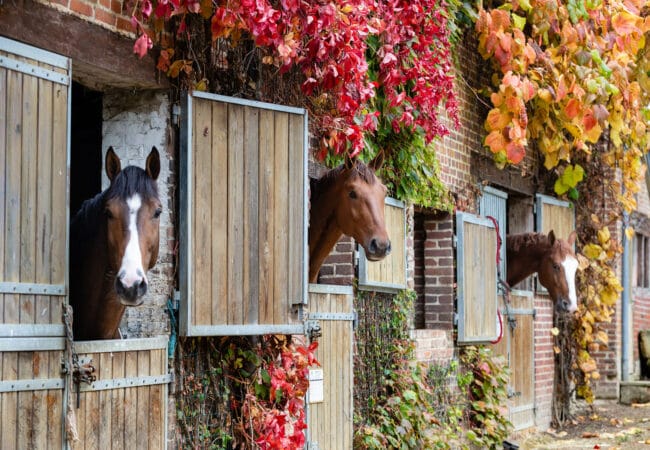 Trois chevaux passant la tête par leur boxe