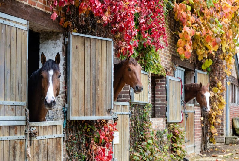 Trois chevaux passant la tête par leur boxe