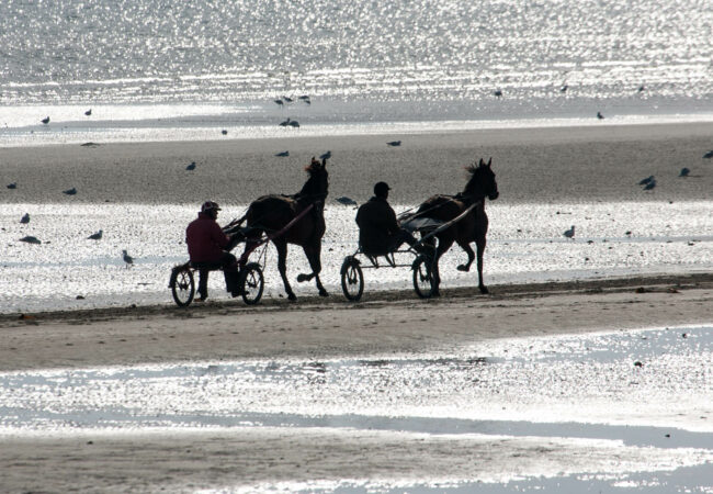 Entraînement de sulky sur la plage