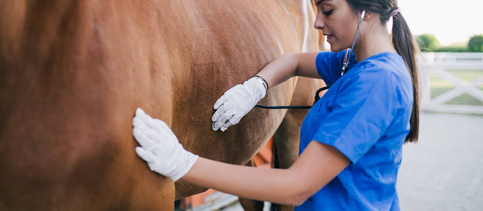 Vétérinaire en train d'ausculter un cheval