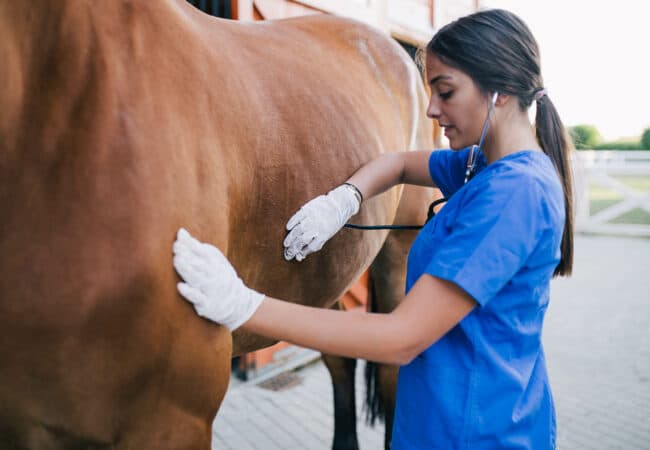 Vétérinaire en train d'ausculter un cheval