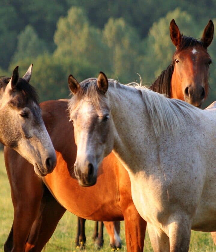 trois chevaux