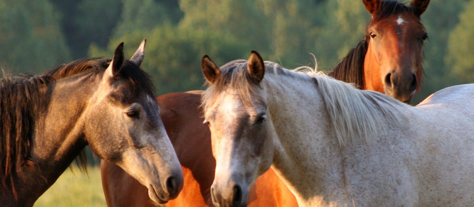 trois chevaux