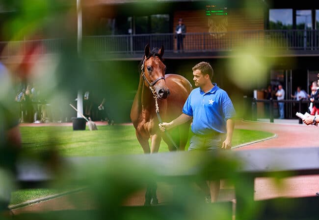 Homme présentant un cheval pendant une vente de pur-sang anglais à deauville