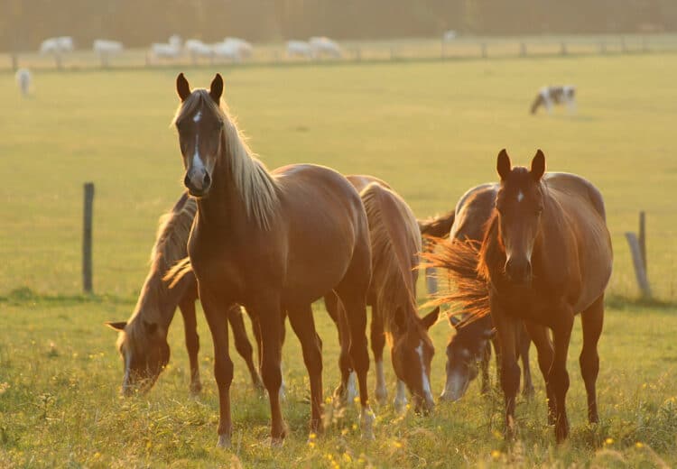 Elevage de chevaux