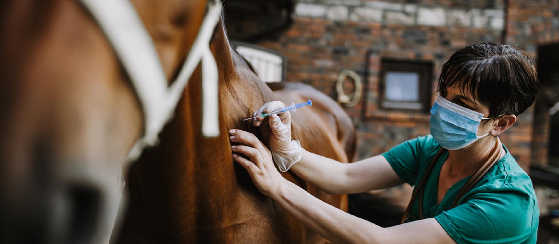 Femme faisant des soins vétérinaires à un cheval