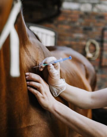 Femme faisant des soins vétérinaires à un cheval